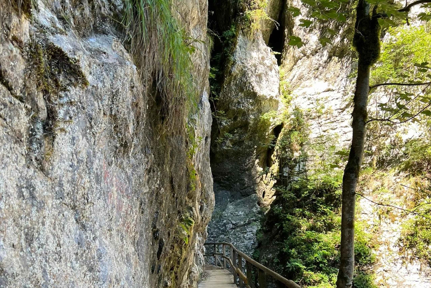 Da Bled: escursione di mezza giornata sul sentiero della gola di Pokljuka