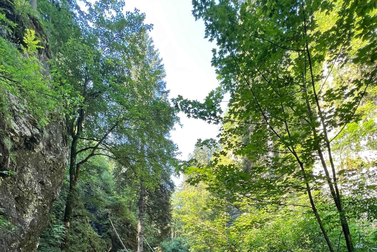 Da Bled: escursione di mezza giornata sul sentiero della gola di Pokljuka