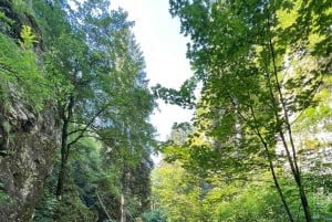 Da Bled: escursione di mezza giornata sul sentiero della gola di Pokljuka