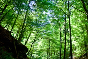 From Bled: Half-Day Pokljuka Gorge Trail Hike