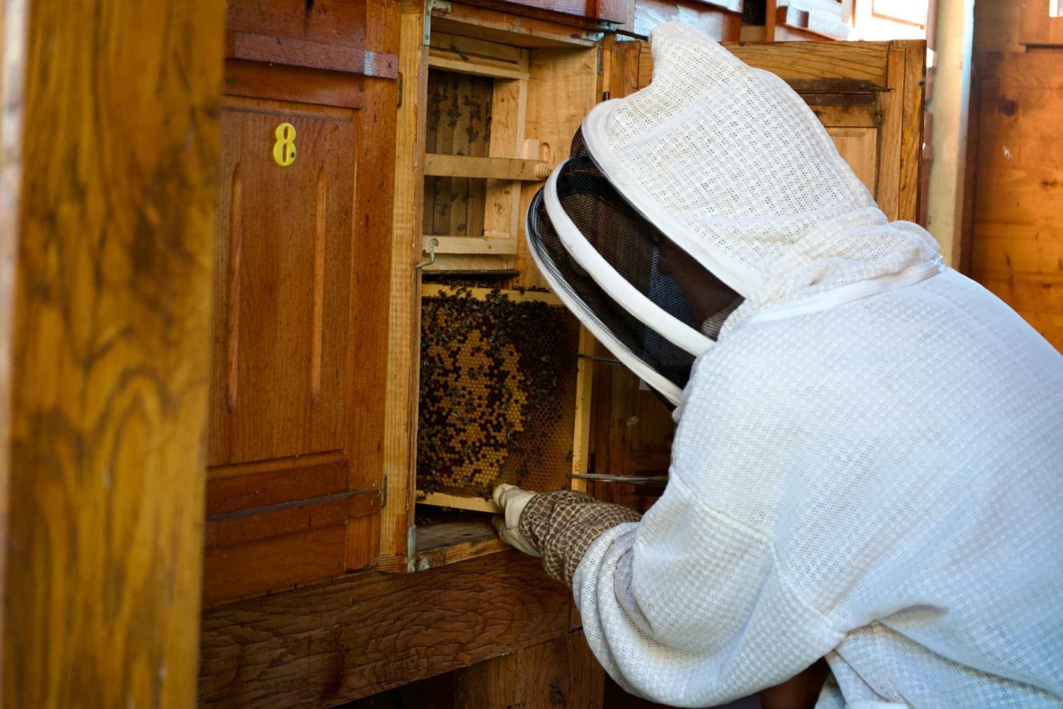 Aus Ljubljana: Alles über Bienen