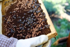 Aus Ljubljana: Alles über Bienen
