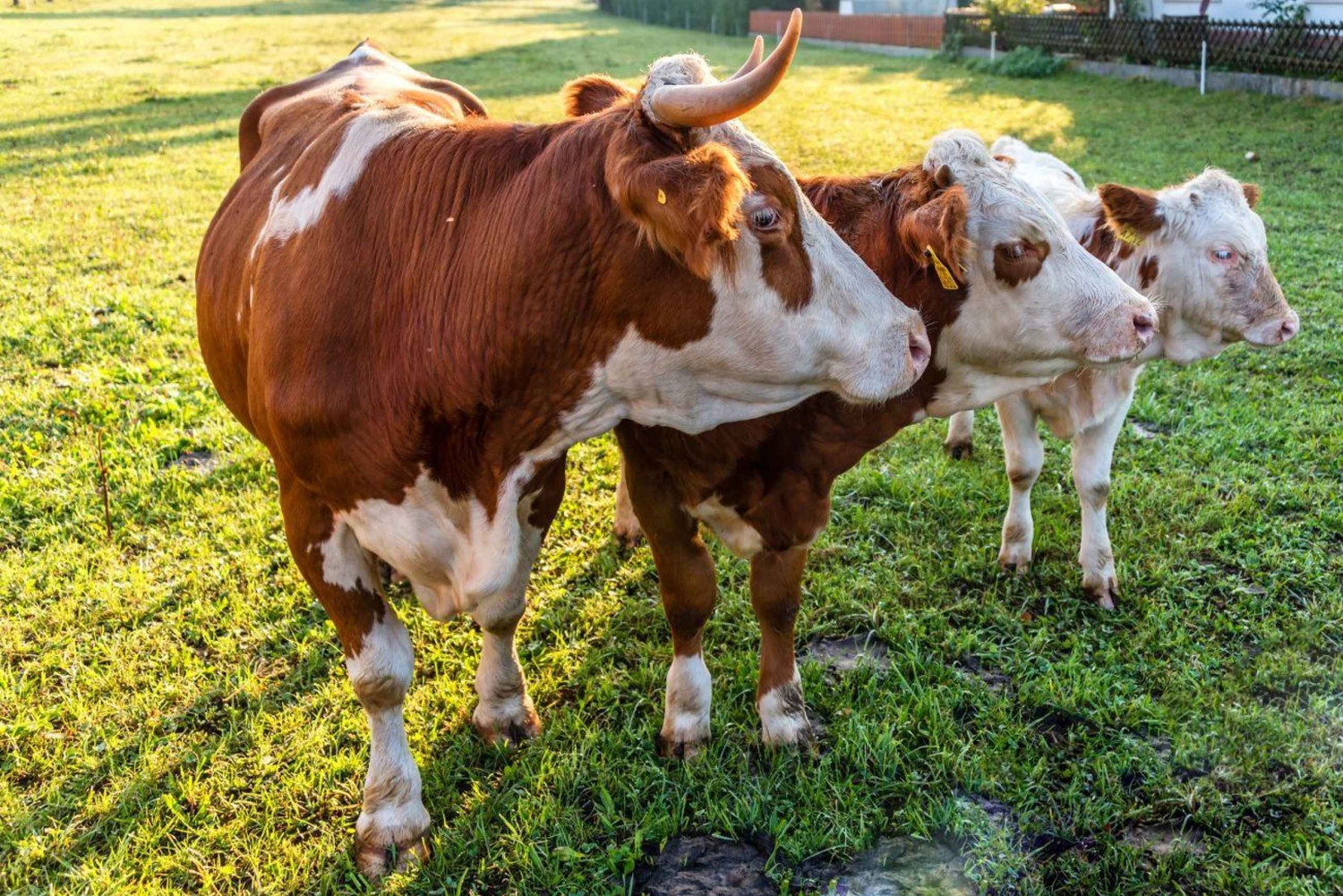 Из Любляны: однодневная поездка в Блед и Бохинь + местный пикник