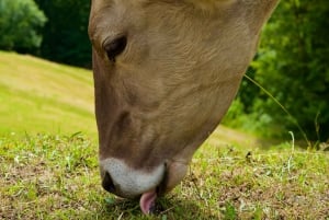 Ljubljanasta: Logarin laakso ja Solčavan panoraamatie.