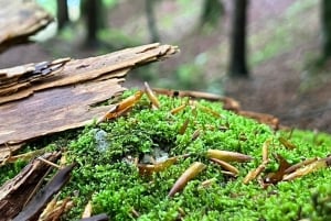 Fra Ljubljana: Tur til Triglav Nationalpark (privat)