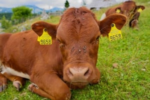 From Ljubljana: Velika Planina Tour with Meal & Photos
