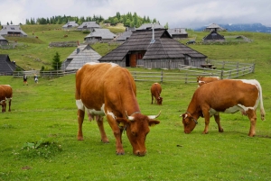 Au départ de Ljubljana : excursion à Velika Planina avec repas et photos
