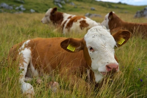 Au départ de Ljubljana : excursion à Velika Planina avec repas et photos