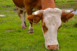 Au départ de Ljubljana : excursion à Velika Planina avec repas et photos