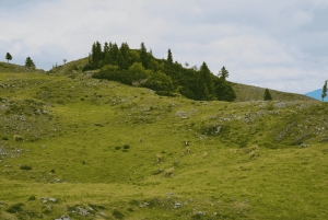 Au départ de Ljubljana : excursion à Velika Planina avec repas et photos