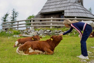 Au départ de Ljubljana : excursion à Velika Planina avec repas et photos
