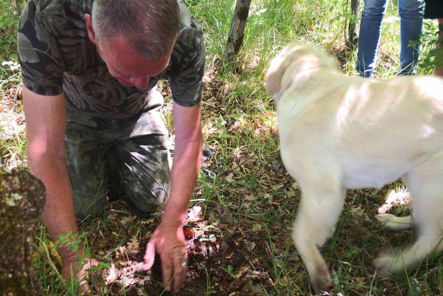 Gažon - Istria: Truffle Hunting Tour in Slovenia