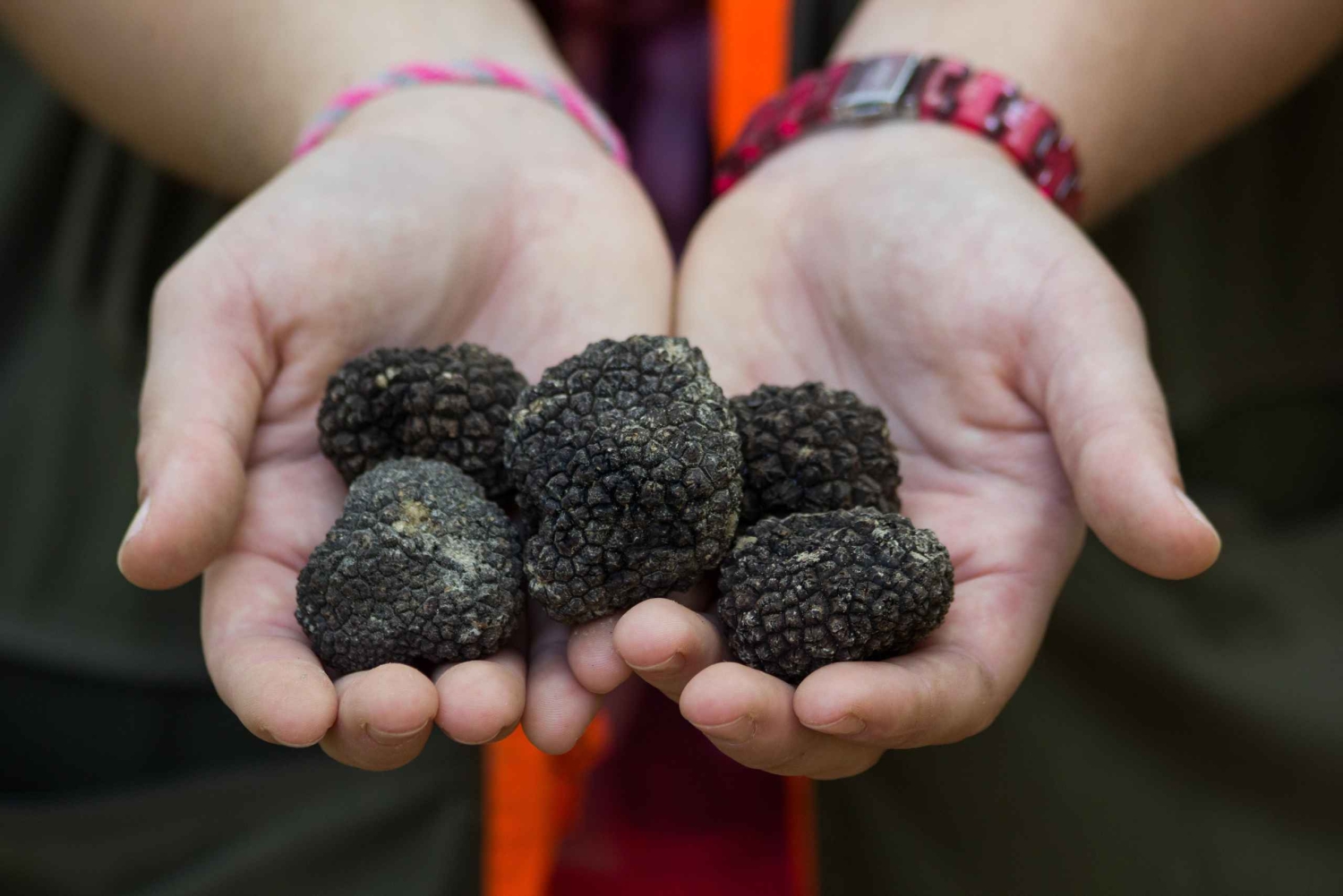 Gažon - Istria: Truffle Hunting Tour in Slovenia