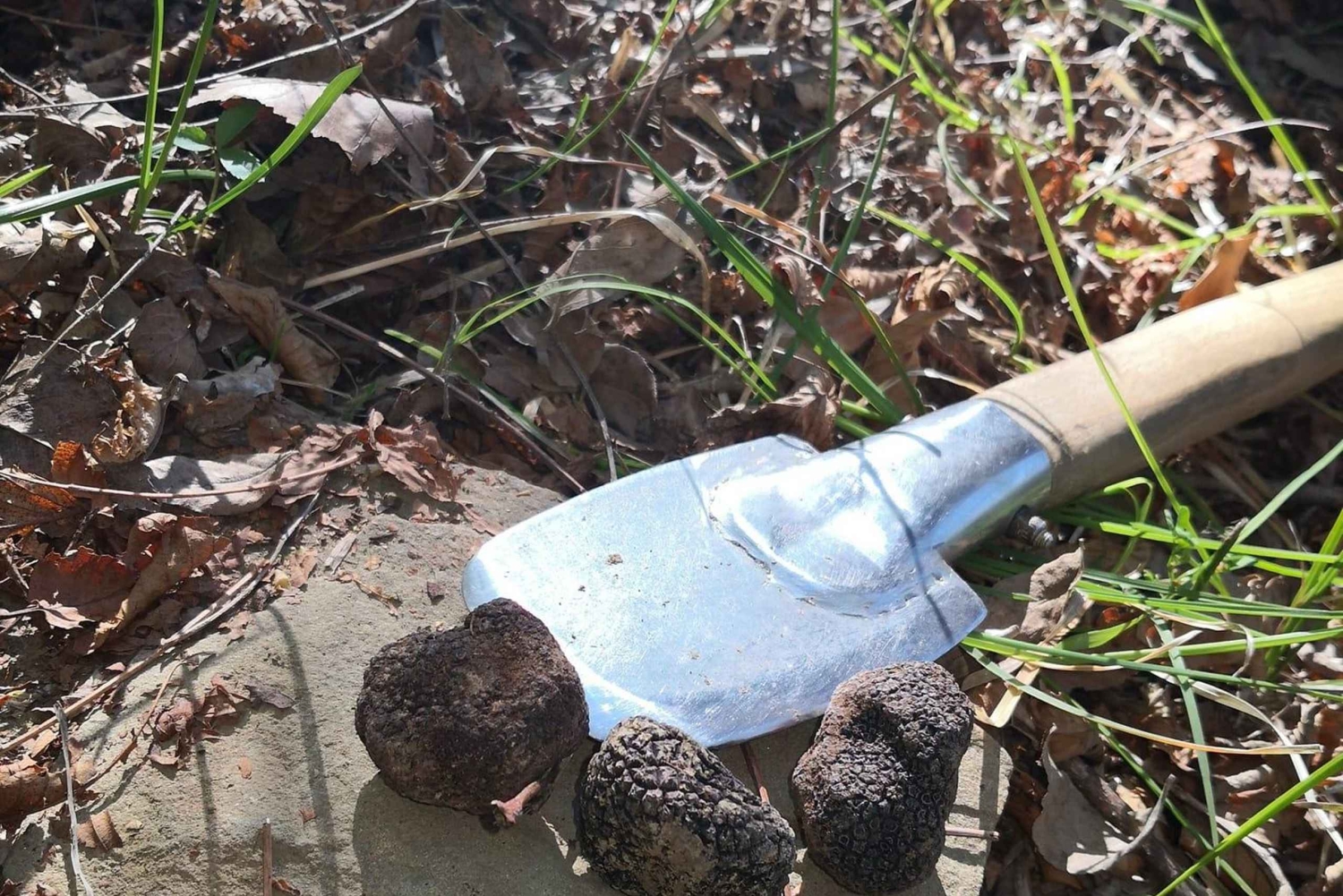 Gažon - Istria: Truffle Hunting Tour in Slovenia