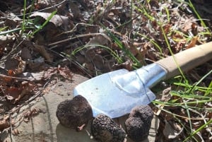 Gažon - Istria : Excursion de recherche de truffes en Slovénie
