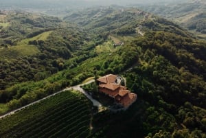 Goriška brda: Degustazione di vini Brda