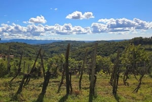 Goriška Brda: Winery Guided Tour and Tasting