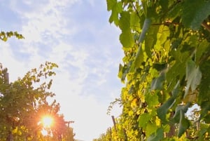 Goriška Brda: Winery Guided Tour and Tasting