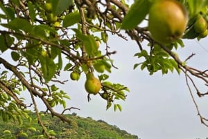 Goriška Brda: Winery Guided Tour and Tasting