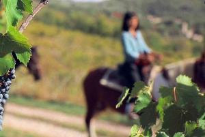 Istria: Horses and Vineyards