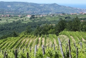 Istria: Horses and Vineyards