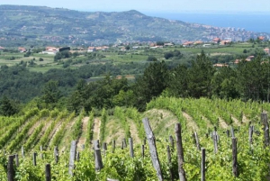 Istria: Horses and Vineyards