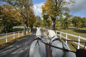Lipica Stud Farm & Škocjan Caves from Koper