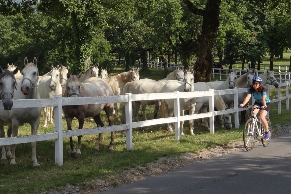 Lipica Stud Farm