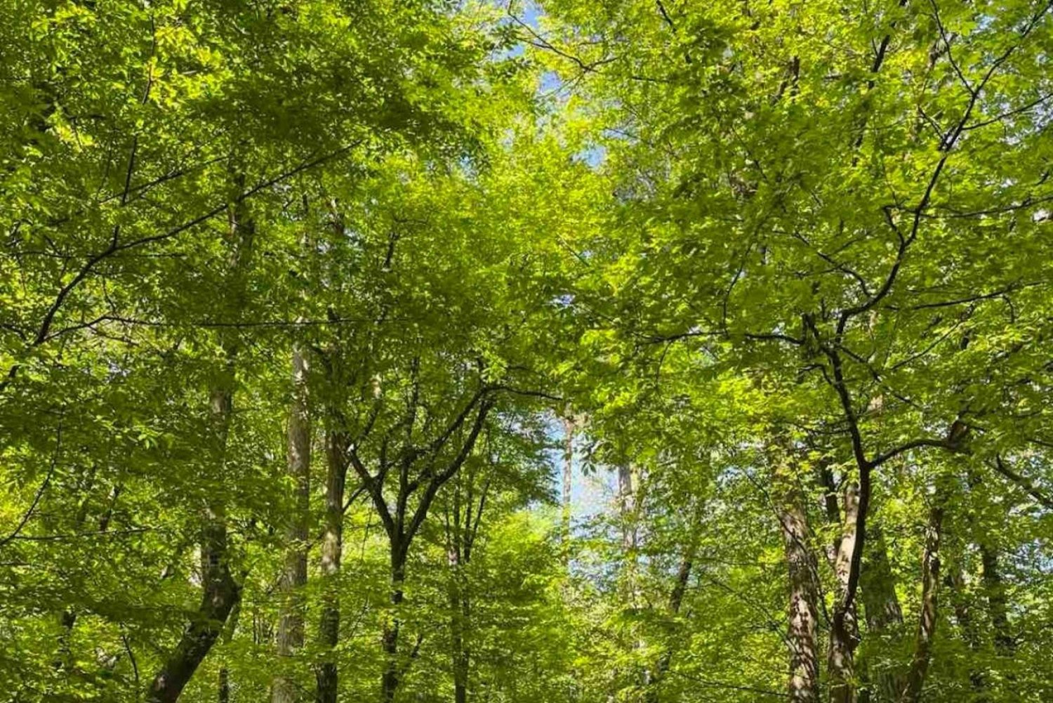 Ljubljana: Grøn tur og personlig oplevelse i skoven