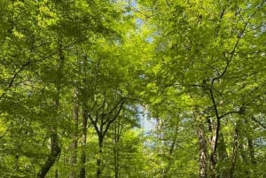 リュブリャナ：グリーンツアーと森林の個人体験