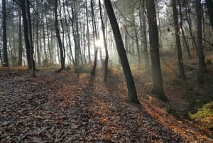Ljubljana: Passeio ecológico e experiência pessoal na floresta