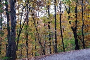 Ljubljana: Grön tur och personlig erfarenhet av skog