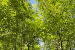 류블랴나: 그린 투어 및 포레스트 개인 체험