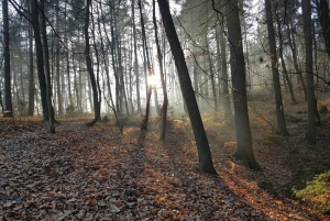 류블랴나: 그린 투어 및 포레스트 개인 체험