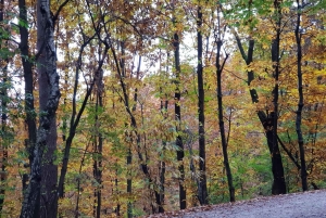 류블랴나: 그린 투어 및 포레스트 개인 체험