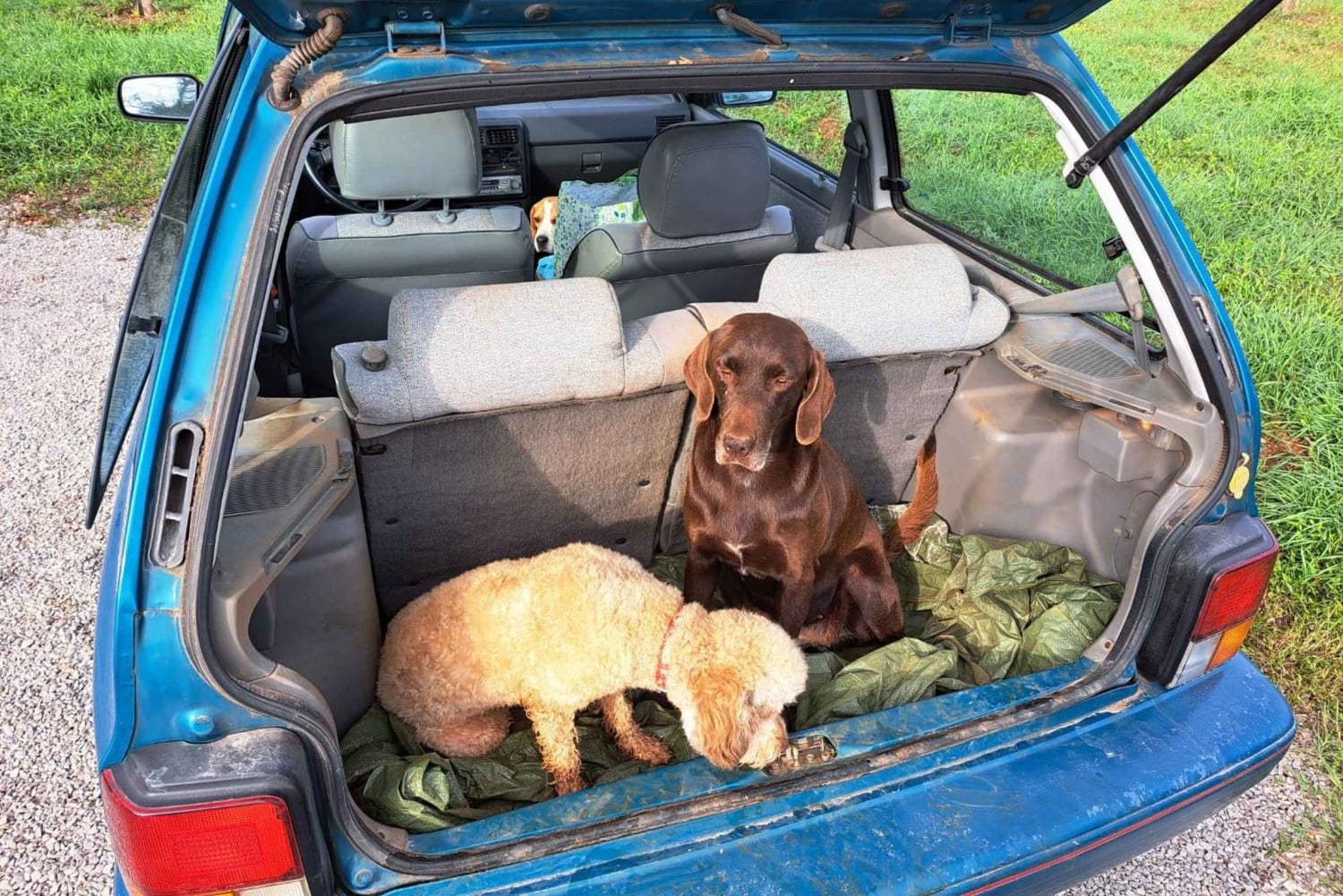 Ljubljana: Istrian tryffelien metsästysretki paikallisten metsästäjien kanssa