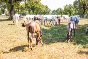 Ljubljana: Viagem de 1 dia ao Karst e à Costa