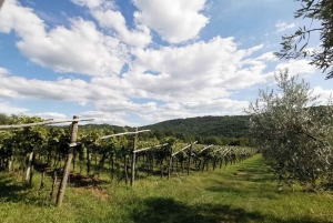 Oliiviöljyn maistelu Kokemus makujen ja aromien matkassa