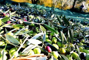 Oliiviöljyn maistelu Kokemus makujen ja aromien matkassa