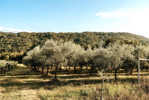 Oliiviöljyn maistelu Kokemus makujen ja aromien matkassa