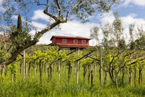 Oliiviöljyn maistelu Kokemus makujen ja aromien matkassa