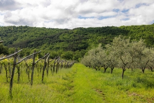 Oliiviöljyn maistelu Kokemus makujen ja aromien matkassa