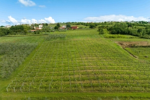 Oliiviöljyn maistelu Kokemus makujen ja aromien matkassa