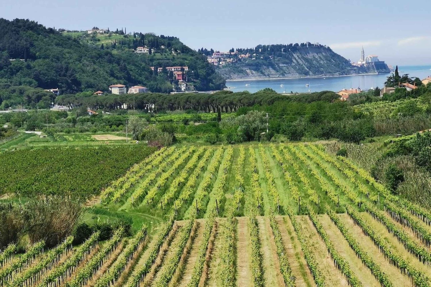 Piran: 5-Gänge-Boutique Foodtour mit Elektrofahrrädern