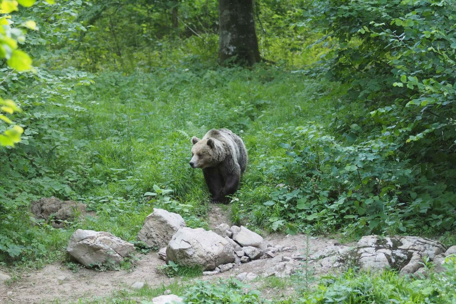 Postojna: Karhun tarkkailuretki metsänvartijan ja paikallisen oppaan kanssa