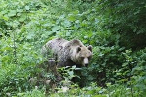 Postojna: Bear Watching Tour with Ranger and Local Guide