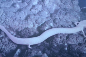 Visite de la grotte de Postojna et du château de Predjama depuis Ljubljana