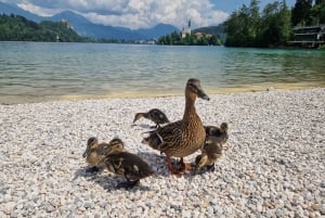 Sigismundi Luxury Adventures Breathtaking Bled All Inclusive