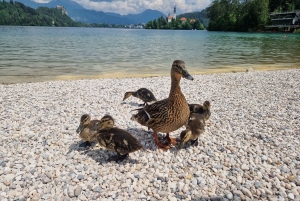 Sigismundi Luxe Avonturen Adembenemend Bled All Inclusive