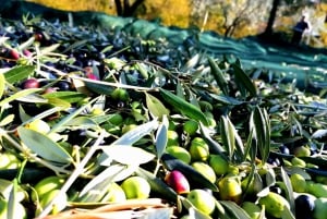 Goûtez l'huile d'olive, les arômes et les pâtes à tartiner des olives.